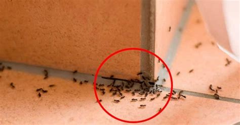家裡螞蟻很多怎麼辦 住家騎樓
